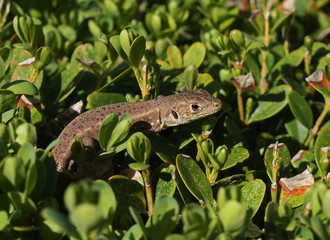 European Green Lizard, juvenile, Lacerta viridis