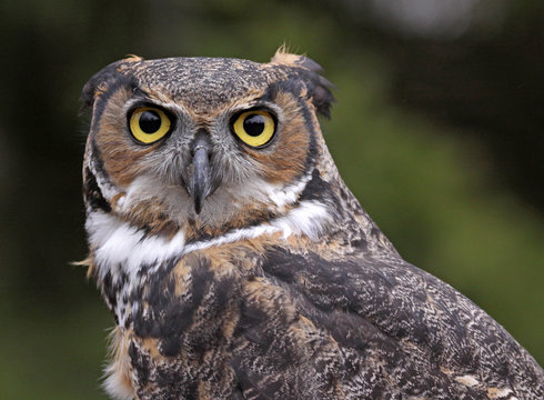 Great Horned Owl Ears Back