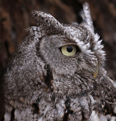 Eastern Screech Owl Profile (Megascops asio)..