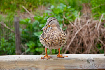 Duck