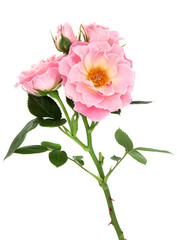 Fototapeta premium Rose Flower Beauty