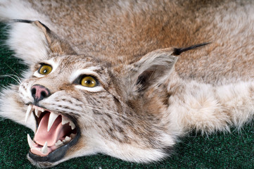 Stuffed lynx