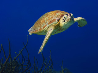 Nieuwsgierige groene zeeschildpad