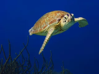 Fotobehang Schildpad Nieuwsgierige groene zeeschildpad