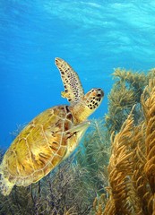 swimming green sea turtle