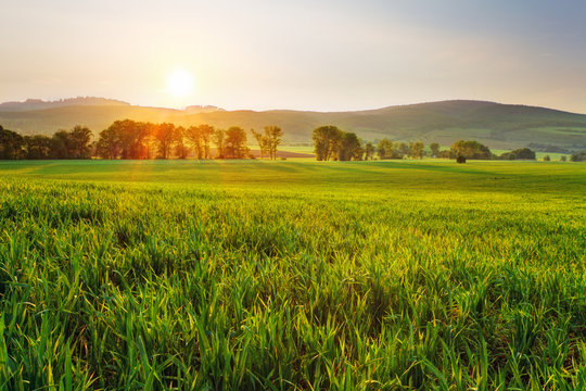 Green wheat field