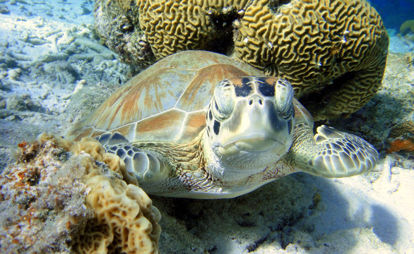 curious Green Sea Turtle