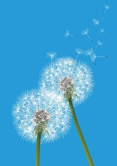 vector dandelions on blue