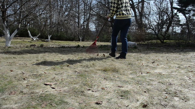 female gardener rake leaves dry grass and cat walk in spring