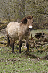 Przewalski-Pferd