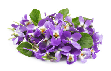 flower violet