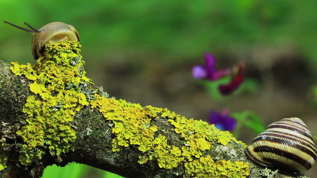 Two snails on a branch. Close up. Time lapse
