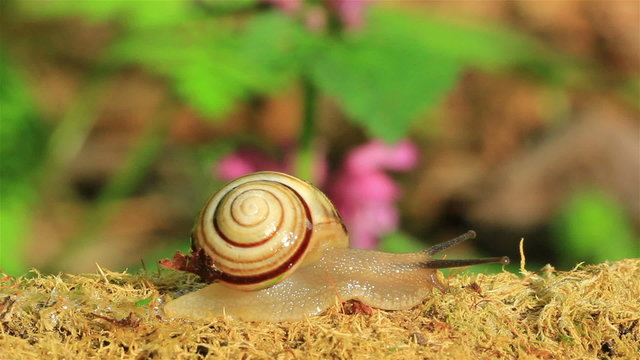 Way of a snail. Time lapse