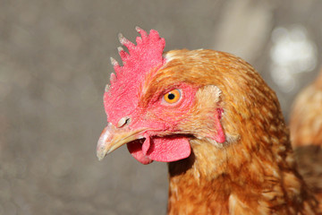 Hen's head