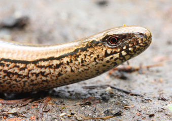 The Slow Worm or Blind Worm (Anguis fragilis).