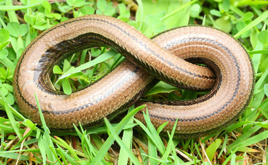 The Slow Worm or Blind Worm (Anguis fragilis).