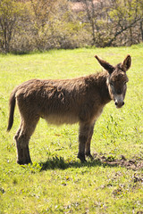 Burro en una pradera