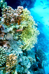 Naklejka na ściany i meble Grupa koralowców wodzie ryb.