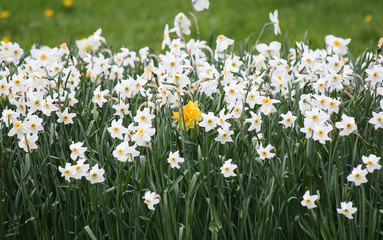 single yellow tulip among white daffodils