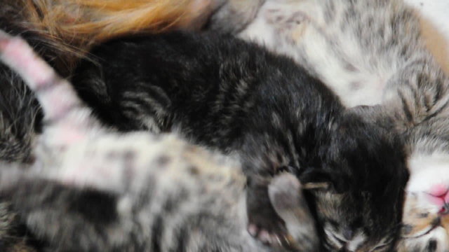 mother cat with little newborn kittens