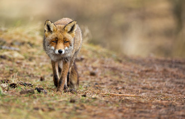 Red Fox