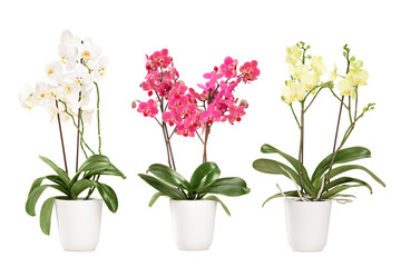 Drie bloeiende orchideeën in potten
