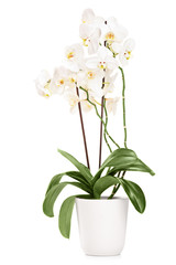 Orchidée blanche dans un pot blanc avec beaucoup de fleurs
