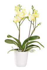 Yellow orchid in a white pot with many flowers