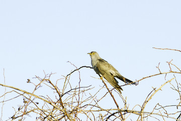 Common Cuckoo / Cuculus canorus ( European Cuckoo)