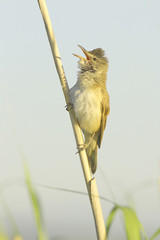 great reed warbler ( Acrocephalus arundinaceus )