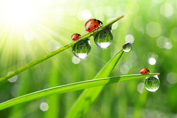 Obraz premium fresh morning dew and ladybird