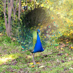 Naklejka premium Portrait of peacock