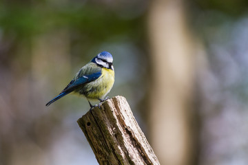 Blue Tit