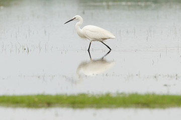 Egretta garzetta or small white heron
