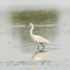 Egretta garzetta or small white heron