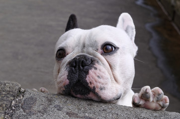 Obraz premium french bulldog