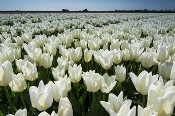 Poster Tulp field of tulips with a blue sky
