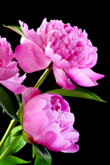 Fototapeta premium Peonies.