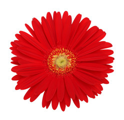 fleur de gerbera rouge