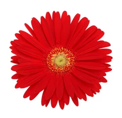 Crédence de cuisine en verre imprimé Gerbera fleur de gerbera rouge