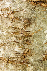 Tree bark texture