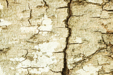 Texture of birch bark