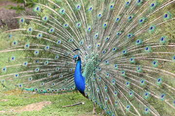 Obraz premium Indian Peafowl, pavo cristatus