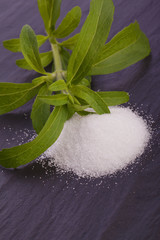 stevia rebaudiana herb as sugar replacement