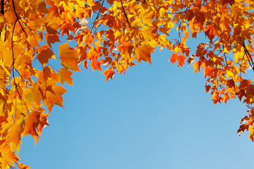 autumn leaves on blue sky, border frame
