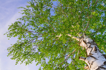 lush foliage of summer birch. Nature backgrounds