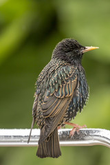 Starling