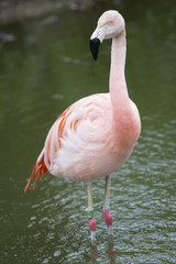Fototapeta na wymiar A lone Flamingo In Waters Edge