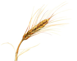 spikelet