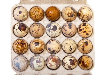 Fototapeta na wymiar Speckled quail eggs in a carton box